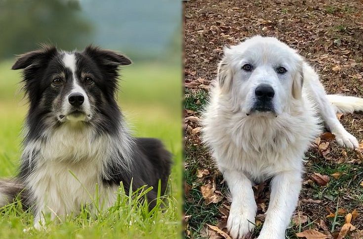 Parents of the Border Collie Pyrenees Mixed Breed