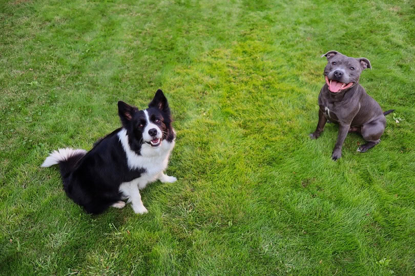 Border Collie and Staffordshire Bull Terrier