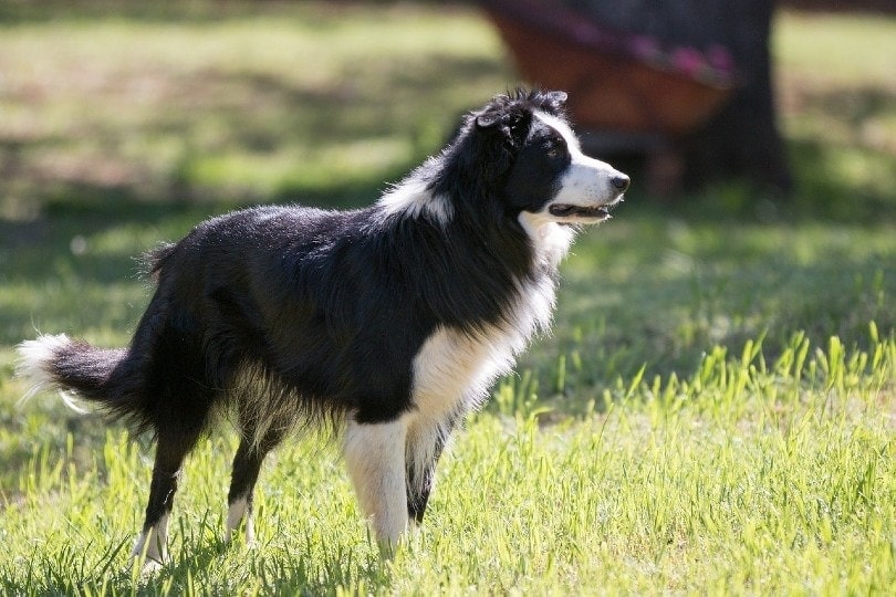 Border Collie herding