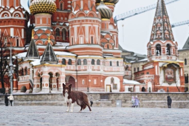 Russian Border Collie