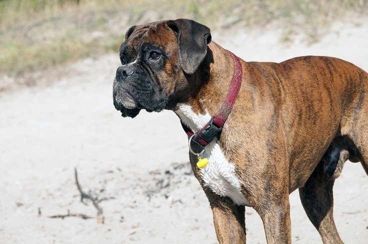 Boxer