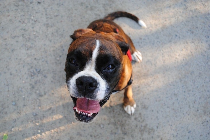 Boxer dog