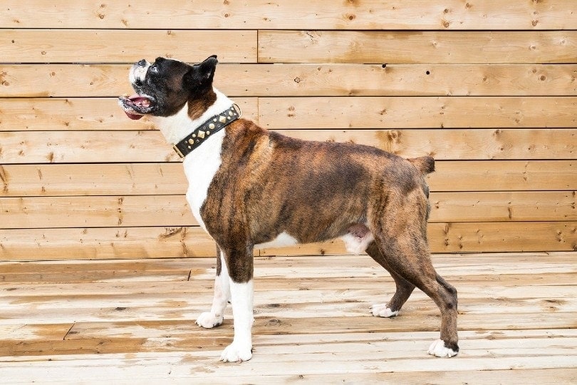 Boxer standing on the patio