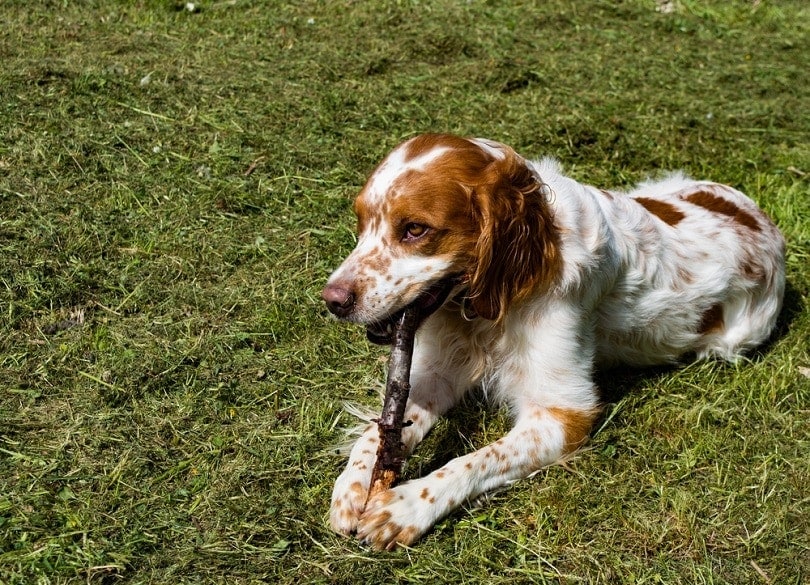 Brittany Spaniel lying in the grass playing with toy_Marko25_shutterstock