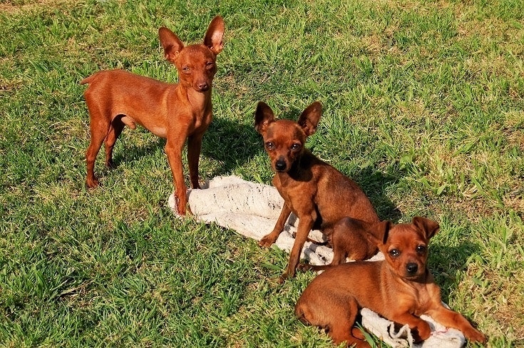 Brown Mini Pinschers