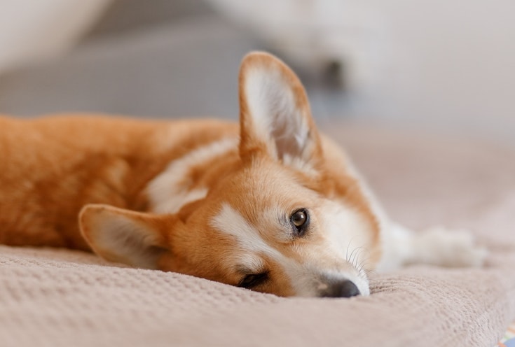 Brown and White Corgi Lying down