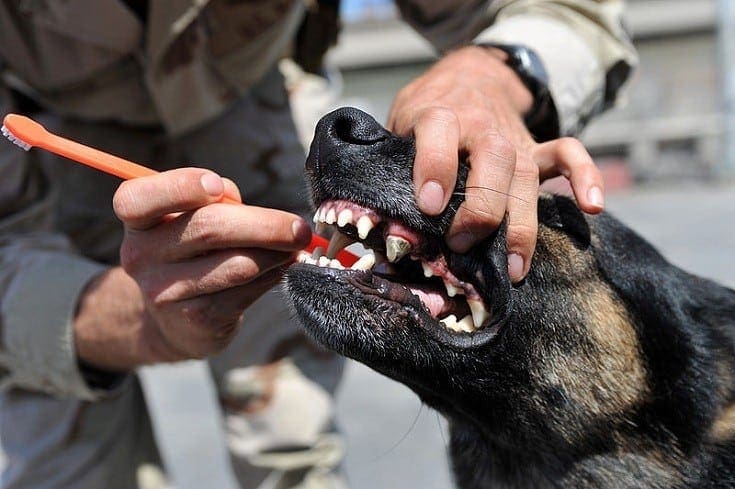 Brushing dog's teeth