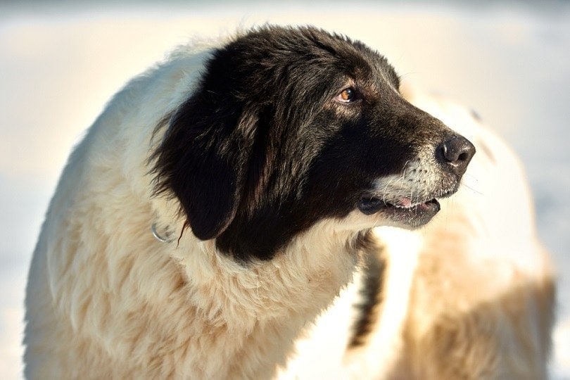 Bucovina Shepherd Dog in the snow_danny iacob_shutterstock