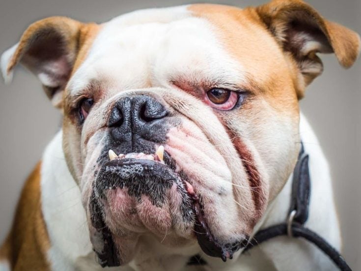 Bulldog