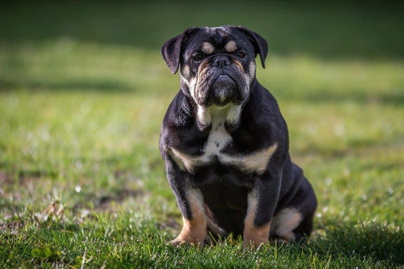 Bulldog sitting in a field