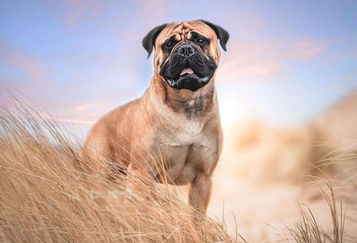 Bullmastiff Red Dog Breed