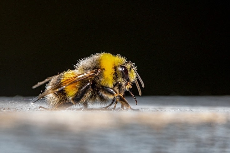 Bumble Bee