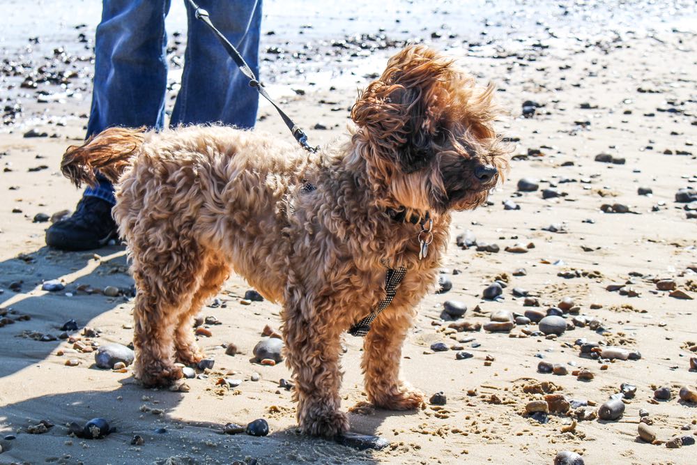 Cairnoodle on the beach
