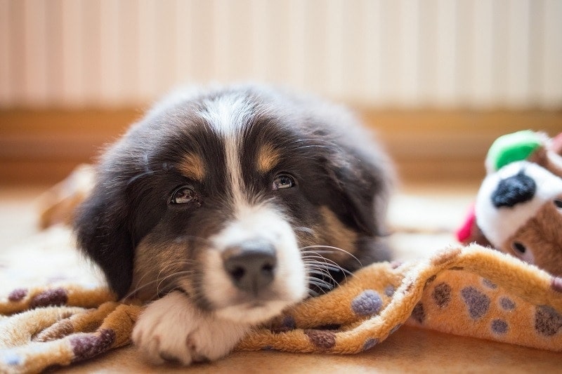Calm Dog