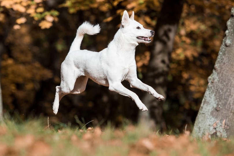 Canaan dog in park