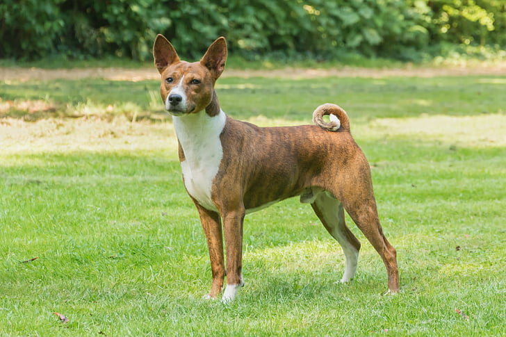 Canaan dog with brindle coat