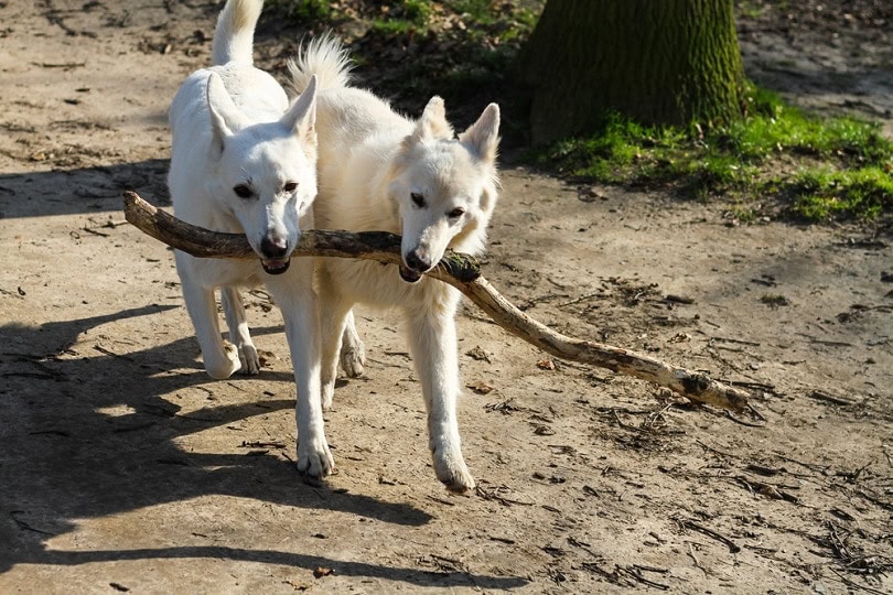 Canaan dogs training
