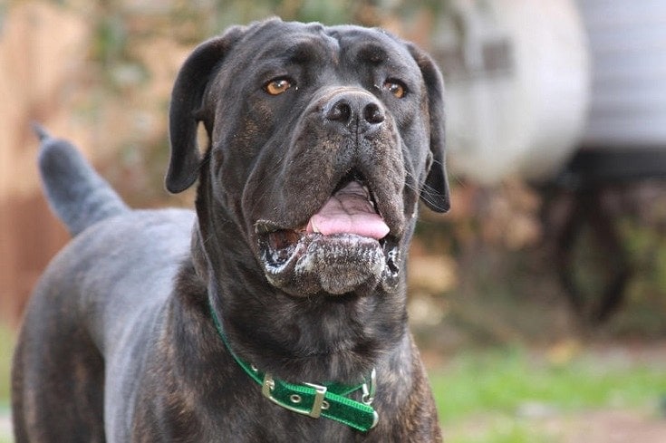 Cane Corso looking forward