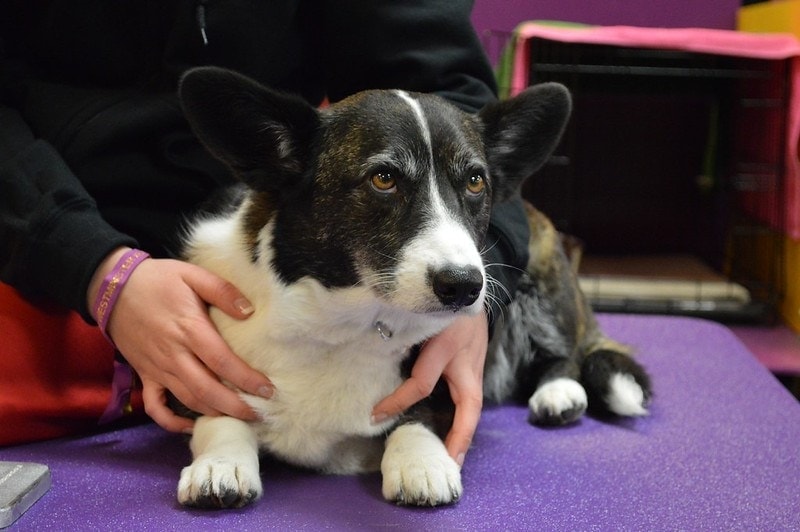 Cardigan Welsh Corgi - Toshay's Midnight In Paris CD RN CGC - Junior Showmanship