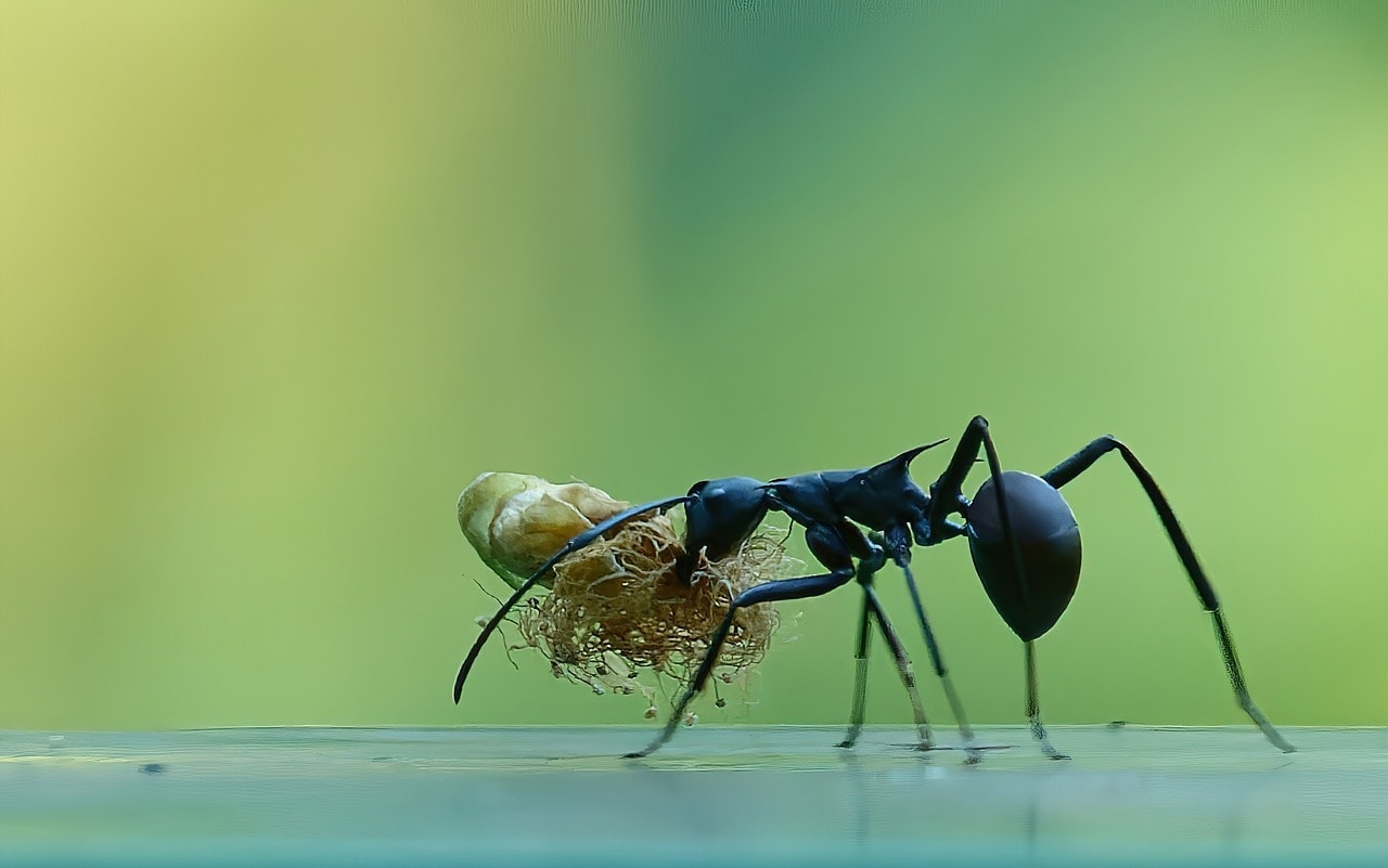 Carpenter Ant