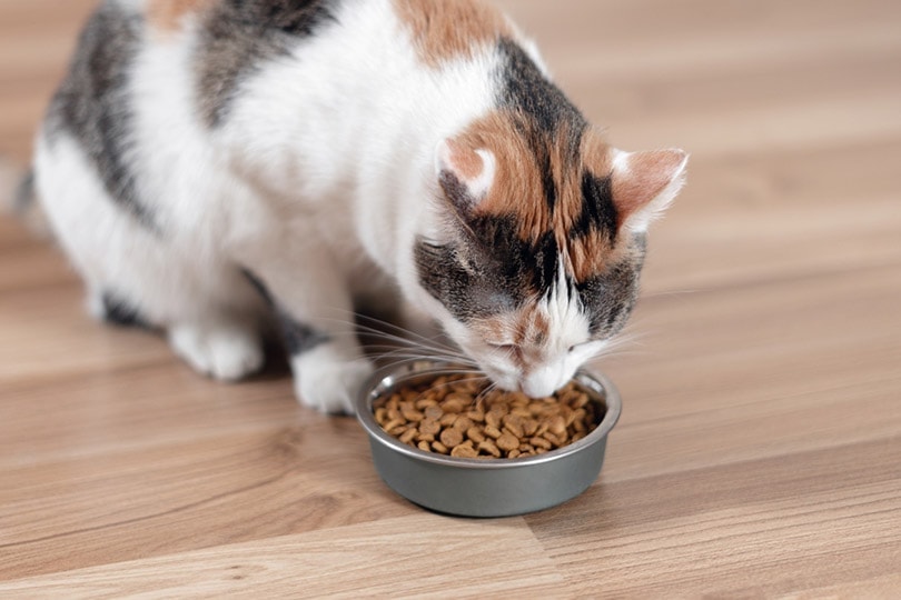 Cat eats from a bowl of dry food