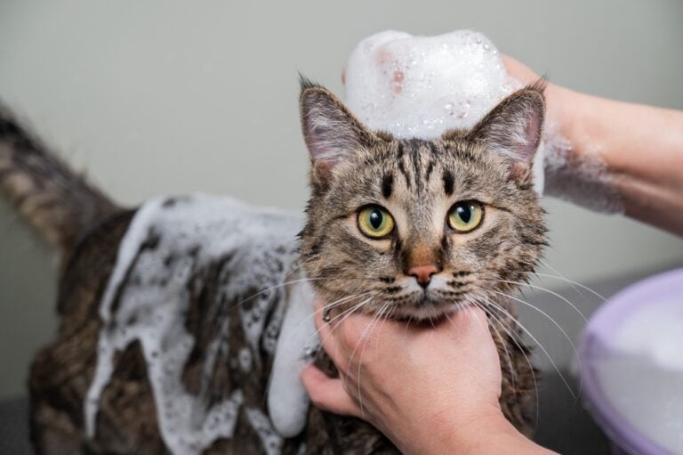 What Is the Cost of Cat Grooming? 2026 Price Guide | Hepper Pet Resources - Grooming Cost For Cats