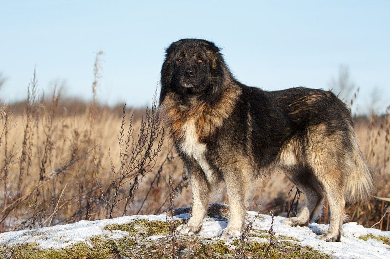 Caucasian Shepherd Dog