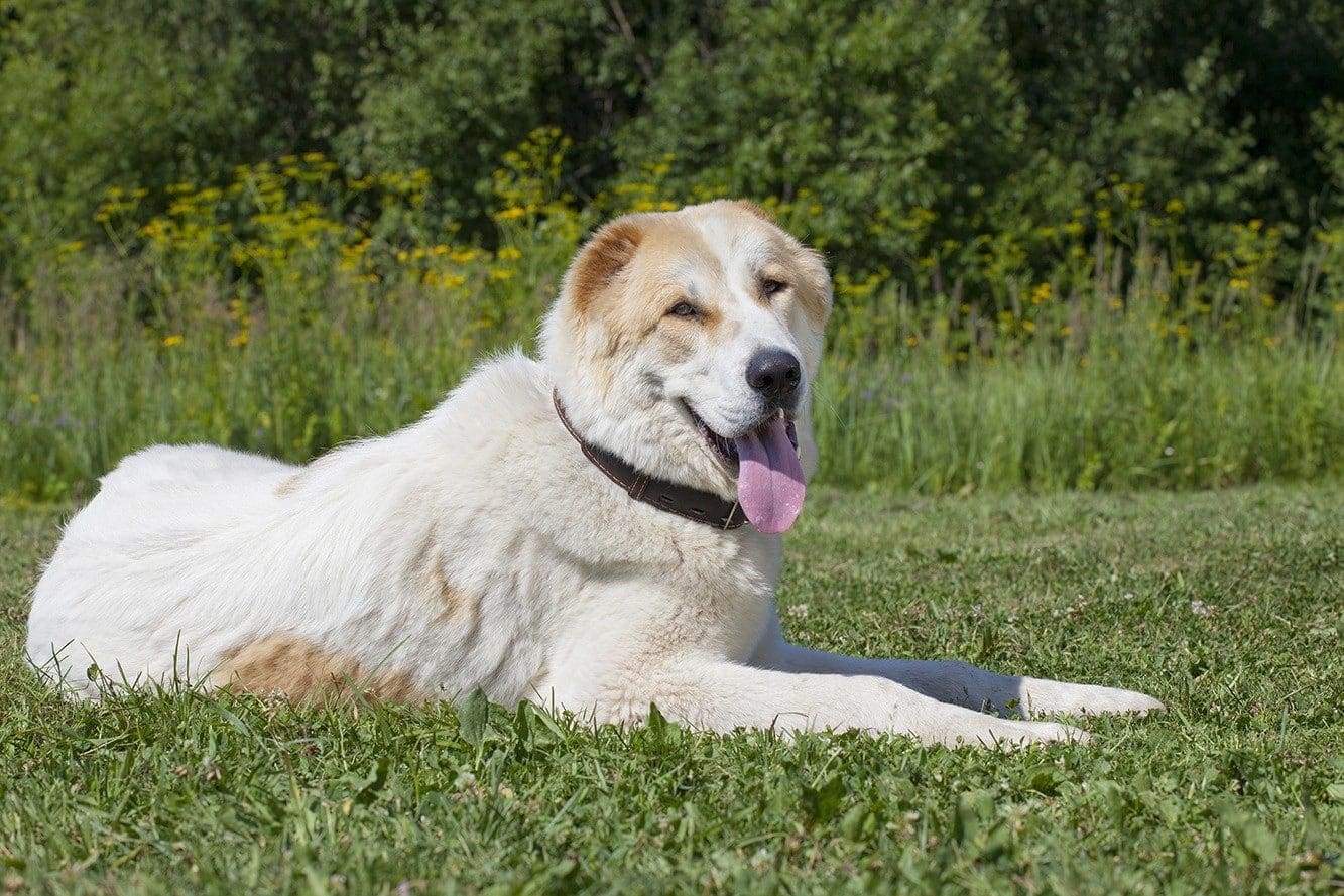 Central Asian Shepherd Dog
