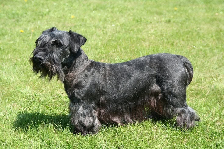 Cesky Terrier dog
