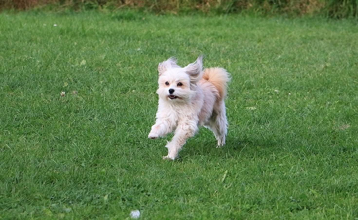 Chi Chi running