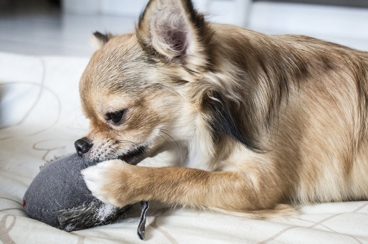 Chihuahua chewing