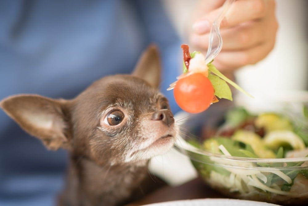 Chihuahua eating tomato salad