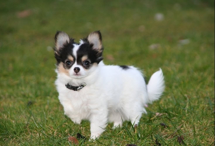 Chihuahua running