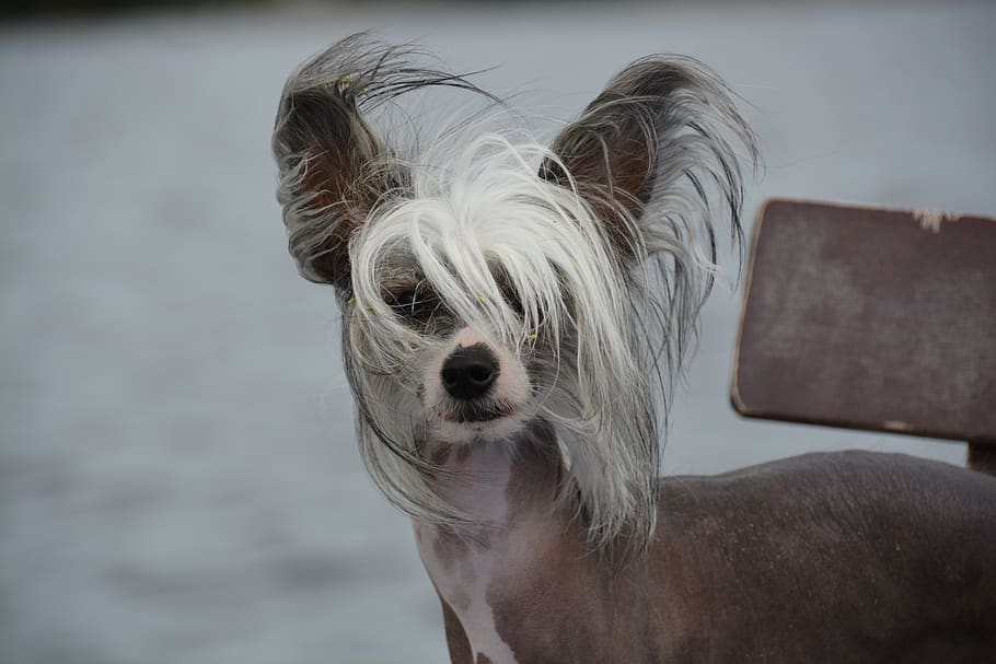 Chinese Crested dog in wind