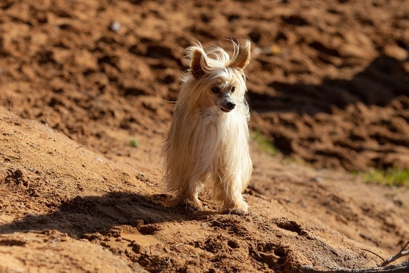 Chinese Crested stands on the sand
