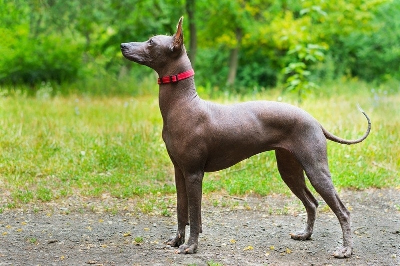 Close up portrait One Mexican hairless dog_masarik_shutterstock