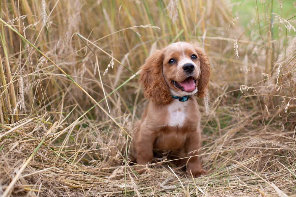 Cockalier puppy