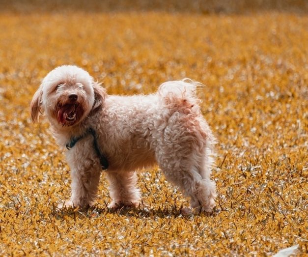 Top 20 Designer Dog Breeds in 2026 (With Info & Pictures) | Hepper Pet ...