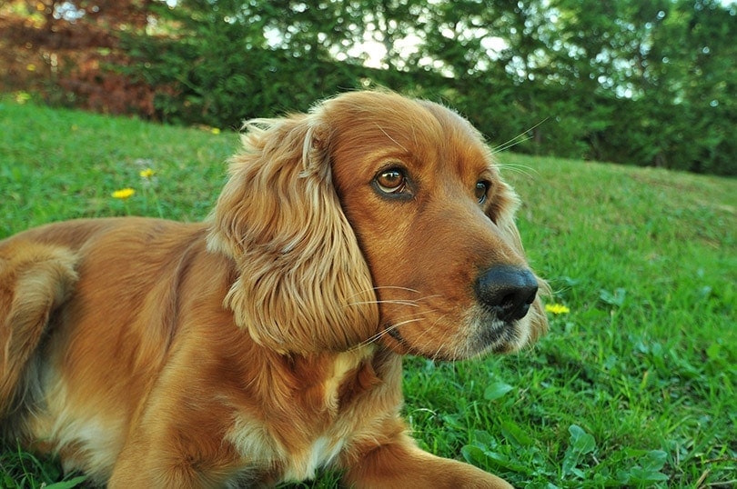 Cocker Spaniel lying on the grass