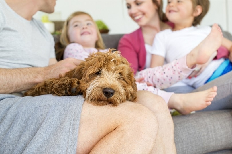 cockerpoo dog with family