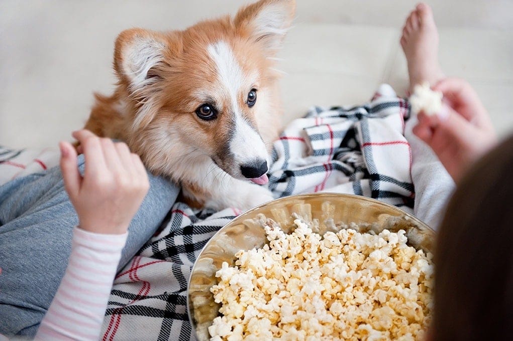 Corgi-asking-for-popcorn_HappyKristy_Shutterstock