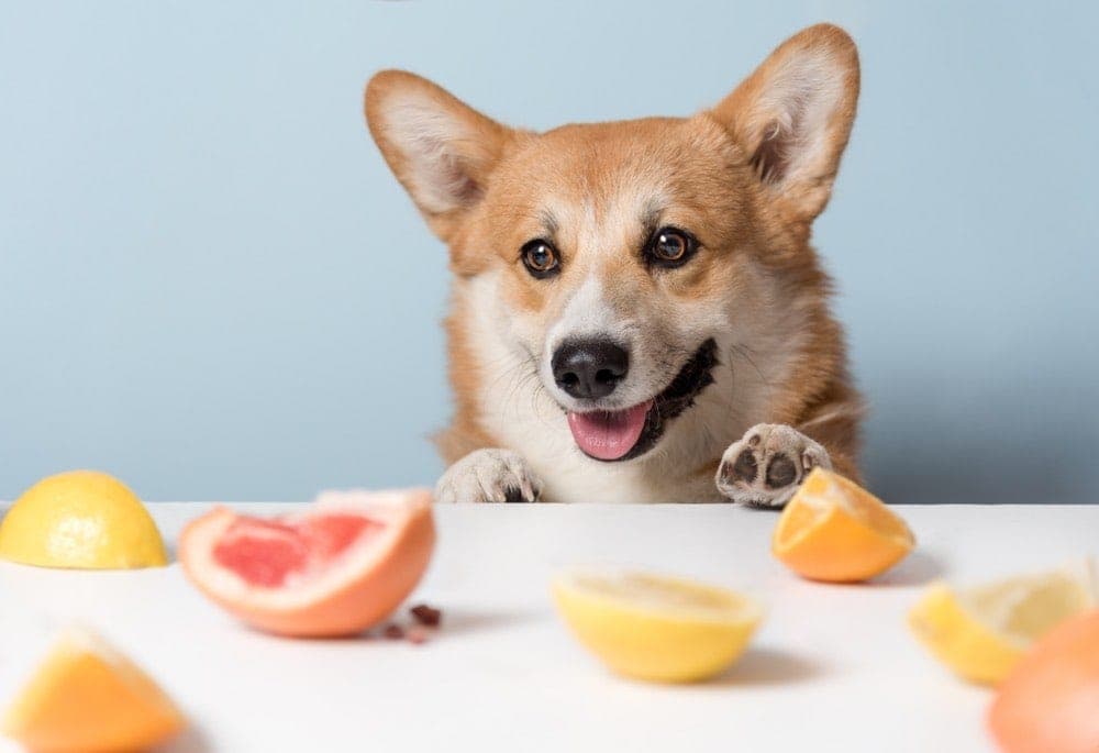 Corgi eating citrus oranges