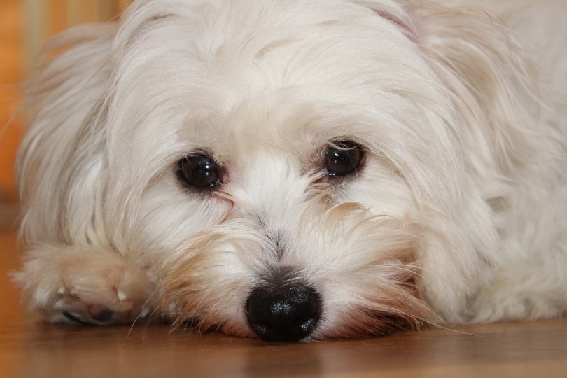 Coton de Tulear close up face