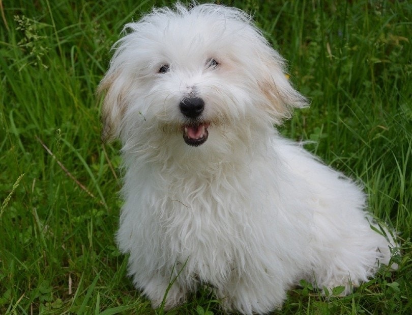 Coton de Tulear on grass