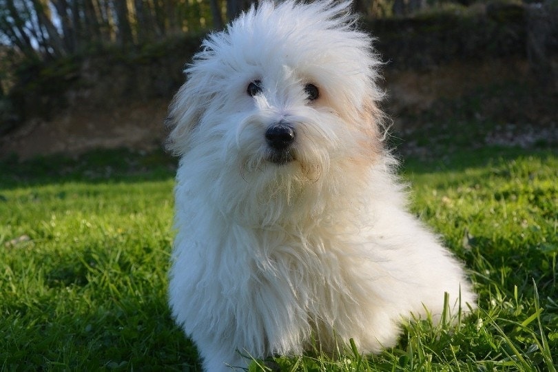 Coton de Tulear sitting on grass
