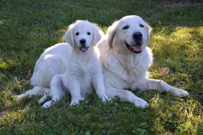 Cream Colored Golden Retrievers