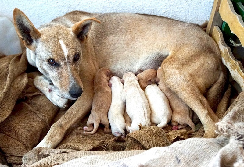 Cretan Hound with her new born babies_peter maerky_shutterstock