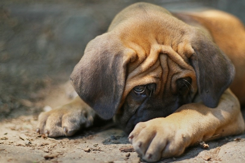 Cute puppy in trouble