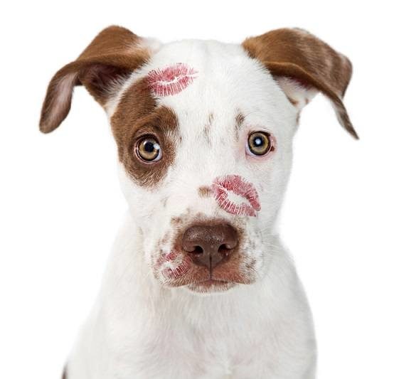 Cute puppy with red lipstick kiss prints on face_susan schmitz_shutterstock