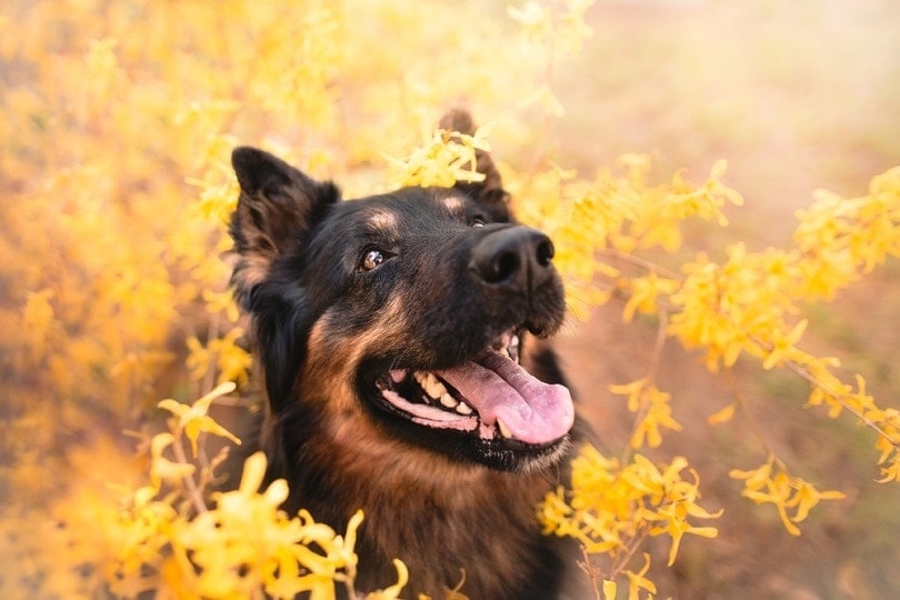 Czech bohemian shepherd_moncakk_shutterstock